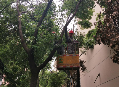 升降平台车用于小区树木枝干的修剪